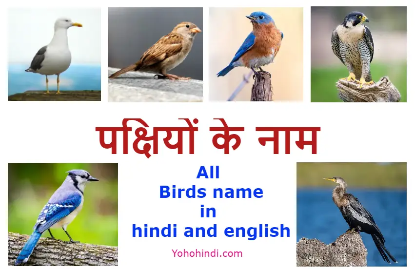 Birds Name in Hindi and English